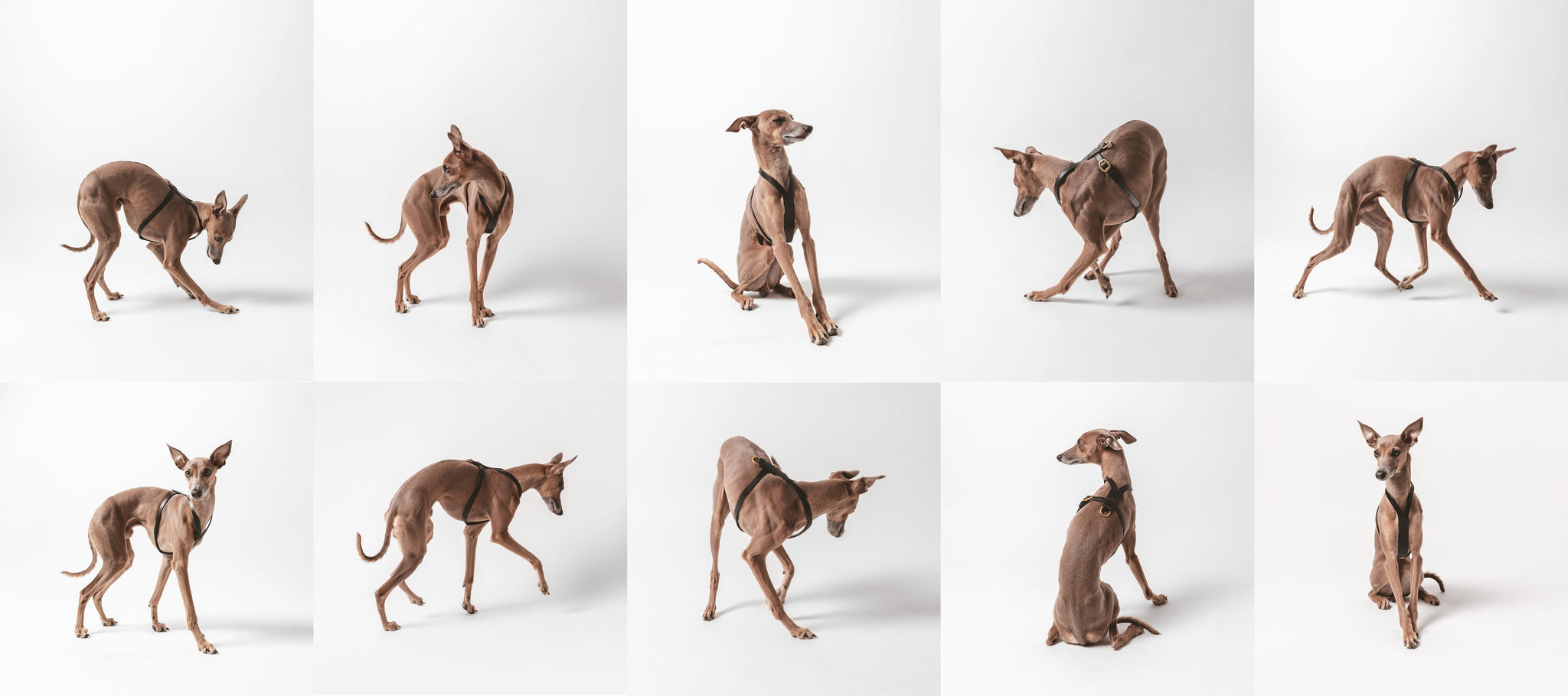 Italian Greyhound wearing Canem Studio harness