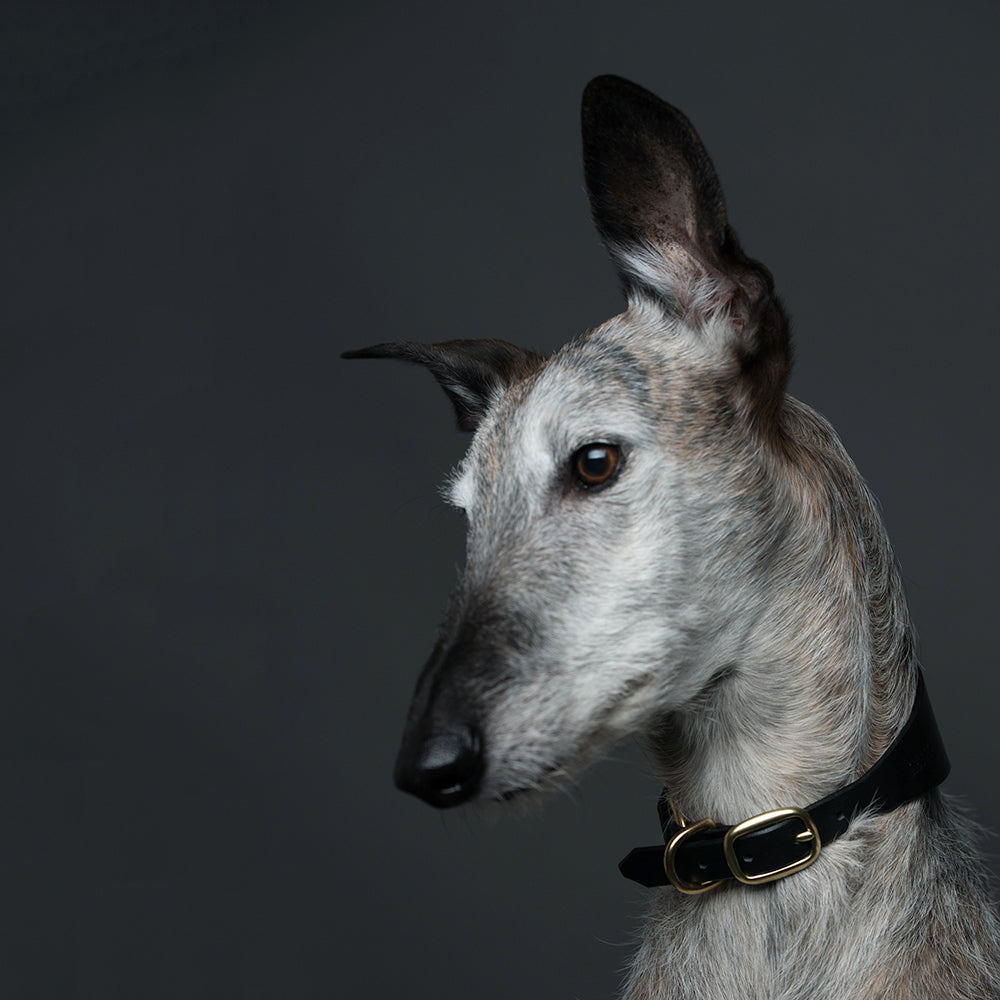 ROUE / sighthound collar